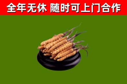 文山回收散虫草